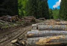 Dezastrul din pădurile României – alarmă națională de gradul zero