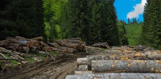 Dezastrul din pădurile României – alarmă națională de gradul zero