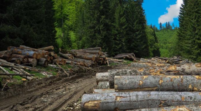 Dezastrul din pădurile României – alarmă națională de gradul zero