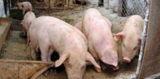 Sute de mii de lei, despăgubiri pentru gorjenii afectați de pesta porcină africană!