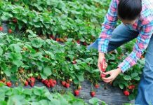 607 locuri de muncă în UE, anunțate de AJOFM Gorj