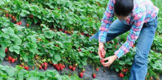 607 locuri de muncă în UE, anunțate de AJOFM Gorj