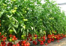 Programul „Tomata”, neschimbat ca valoare în 2020