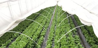 Verdețurile, mai ieftine ca anul trecut, dar vânzările – mai slabe!