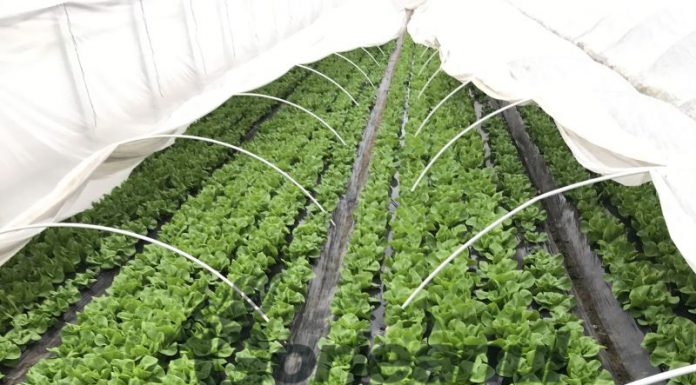 Verdețurile, mai ieftine ca anul trecut, dar vânzările – mai slabe!