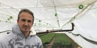Verdețuri direct de la producătorii gorjeni!