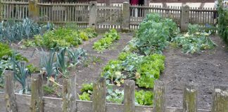 Agricultura pe înțelesul tuturor – Organizarea grădinii de legume