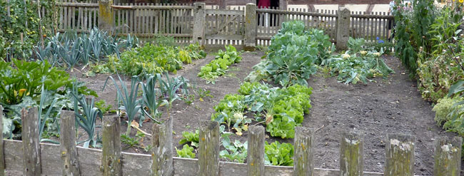 Organizarea-gradinii