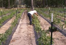 Agricultura pe înțelesul tuturor – Producerea răsadurilor și a legumelor în micile ferme comerciale și în grădinile familiale