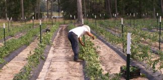 Agricultura pe înțelesul tuturor – Producerea răsadurilor și a legumelor în micile ferme comerciale și în grădinile familiale