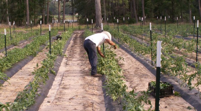 Agricultura pe înțelesul tuturor – Producerea răsadurilor și a legumelor în micile ferme comerciale și în grădinile familiale