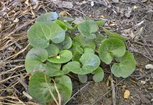 Pochivnic(Asarum Europaeum) – beneficii și proprietăți
