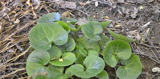 Pochivnic(Asarum Europaeum) – beneficii și proprietăți