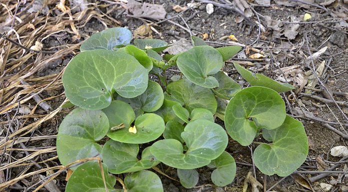 Pochivnic(Asarum Europaeum) – beneficii și proprietăți