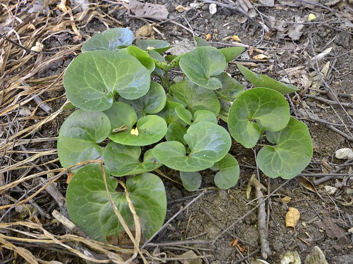 Pochivnicul-Asarum-europaeum