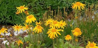 Arnica (Arnica montana) – beneficii şi proprietăţi
