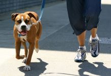 Vela: „Cei ce îşi plimbă căţelul nu au nevoie de declaraţie”