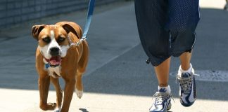 Vela: „Cei ce îşi plimbă căţelul nu au nevoie de declaraţie”