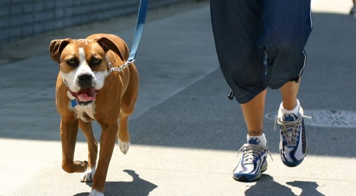 Vela: „Cei ce îşi plimbă căţelul nu au nevoie de declaraţie”