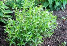 Plante medicinale benefice pentru plămâni și căile respiratorii