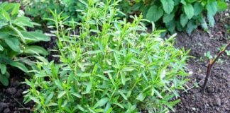 Plante medicinale benefice pentru plămâni și căile respiratorii