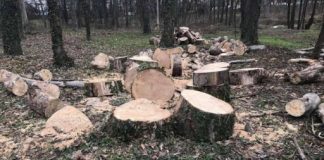 Dosar penal pentru un localnic din Plopșoru, după ce i-a tăiat copacii vecinului