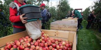 Spania recrutează 50 de culegători de fructe