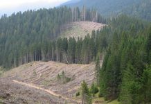 USR vrea înființarea „DNA-ului pădurilor și mediului”