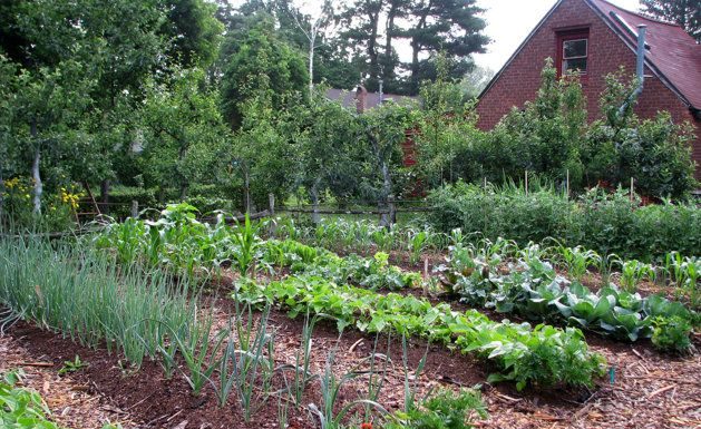 Agricultura pe înțelesul tuturor – Perioada de vegetaţie, recoltare și producția potențială a legumelor în grădina familială