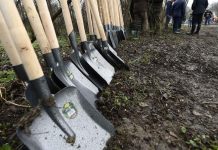 Ce sumă alocă Direcția Silvică Gorj pentru împăduriri