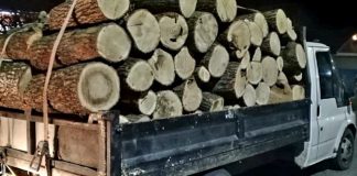 30 de metri cubi de lemn, transportați cu documente false