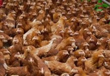 APIA a efectuat plata beneficiarilor Măsurii M215