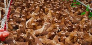 APIA a efectuat plata beneficiarilor Măsurii M215