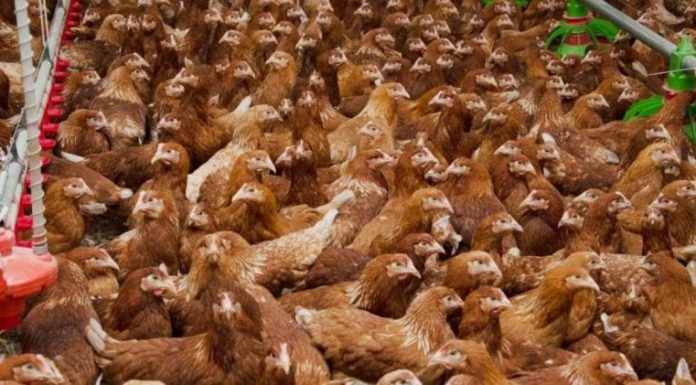 Firmă de catering și două exploatații de suine și păsări, amendate de inspectorii sanitari-veterinari