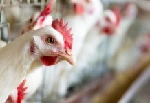 APIA eliberează adeverințe pentru beneficiarii Măsurii 14 – Bunăstarea animalelor