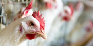 APIA eliberează adeverințe pentru beneficiarii Măsurii 14 – Bunăstarea animalelor