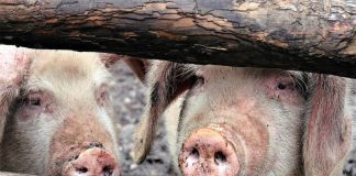 Gospodăriile gorjenilor, încă afectate de pesta porcină