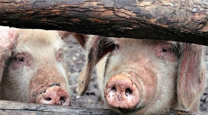 Gospodăriile gorjenilor, încă afectate de pesta porcină