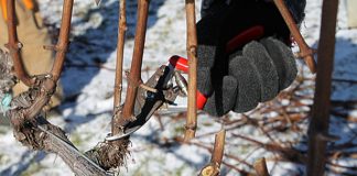 Agricultura pe înțelesul tuturor – Lucrări agricole în repausul vegetativ