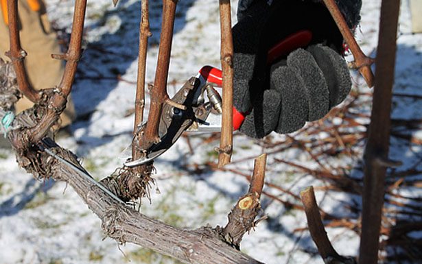 Agricultura pe înțelesul tuturor – Lucrări agricole în repausul vegetativ