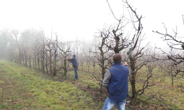 Agricultura pe înțelesul tuturor – Lucrări agricole în livada și via aflate în repausul vegetativ