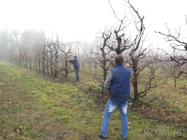 taiere pomi fructiferi