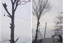 Motru: Toaletări și tăieri de arbori periculoși