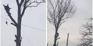 Motru: Toaletări și tăieri de arbori periculoși