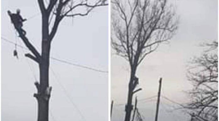 Motru: Toaletări și tăieri de arbori periculoși