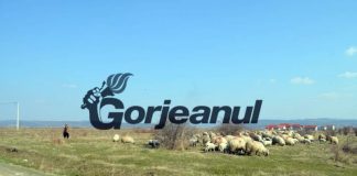 Scandal între doi ciobani, la Ursați