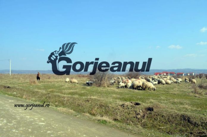 91874753_517765355781976_5688088364213862400_n