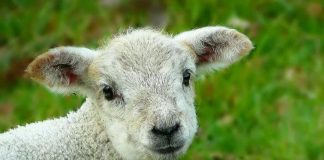 Reținut după ce a furat un miel, înainte de Paște