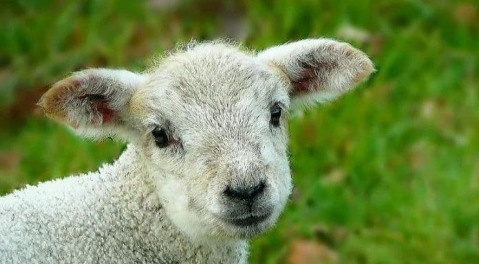 Reținut după ce a furat un miel, înainte de Paște