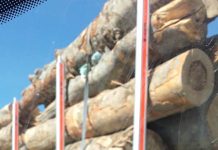 Foto: Lemn în trafic, alte dovezi de la Telești